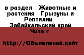  в раздел : Животные и растения » Грызуны и Рептилии . Забайкальский край,Чита г.